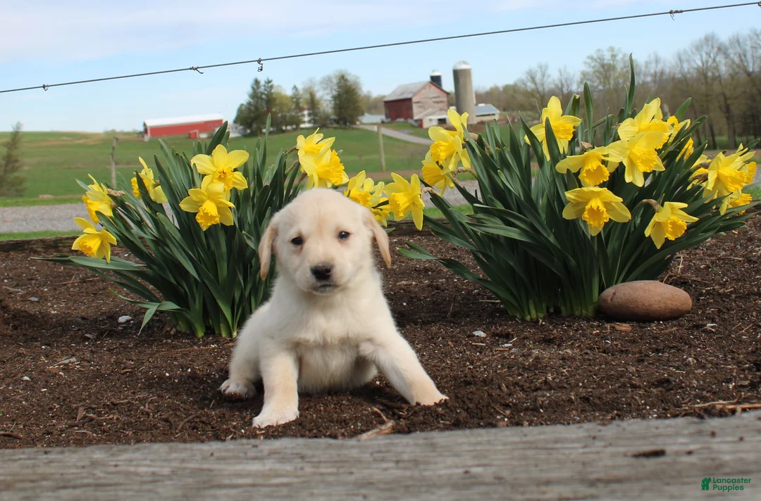 Mixed Breed dogs for sale: Dimmer - Ad 1