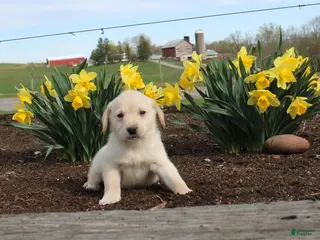 Mixed Breed dogs Dimmer - Ad 42