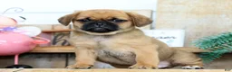 Puggle dogs for sale: Theo - Ad 4