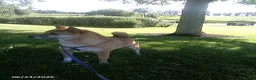 Shiba Inu dogs for sale: Jessica - Ad 5