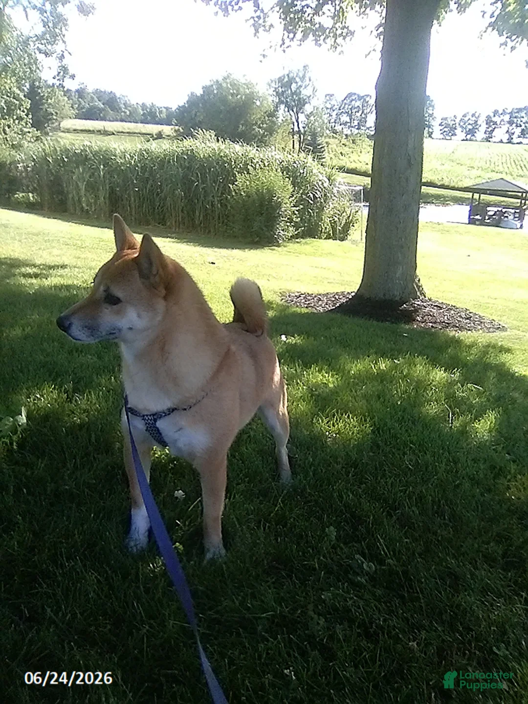 Shiba Inu dogs for sale: Jessica - Ad 5