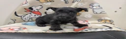 Scottish Terrier dogs for sale: Valerie - Ad 4