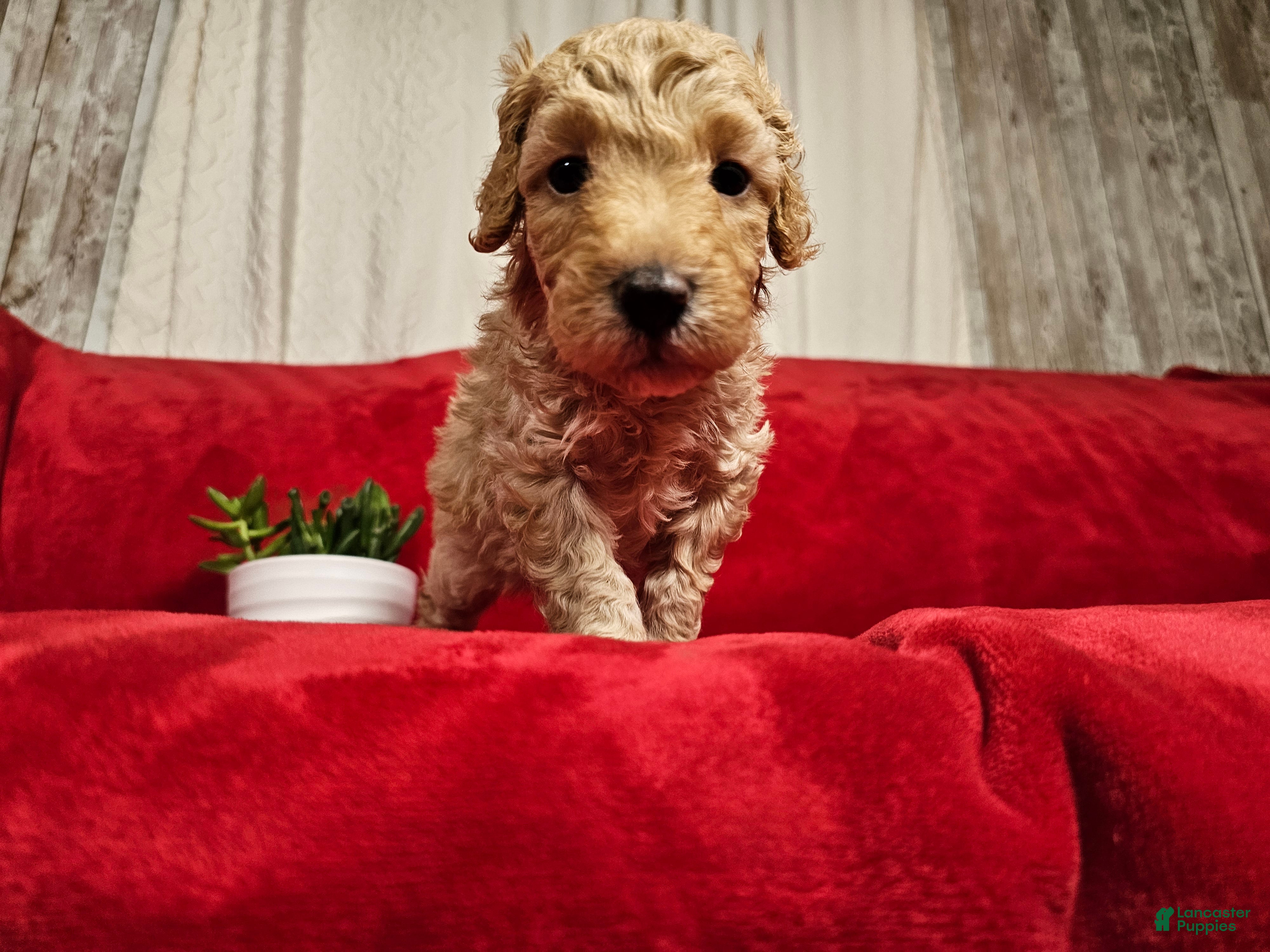 Mini Goldendoodle dogs Tarragon - Ad 2