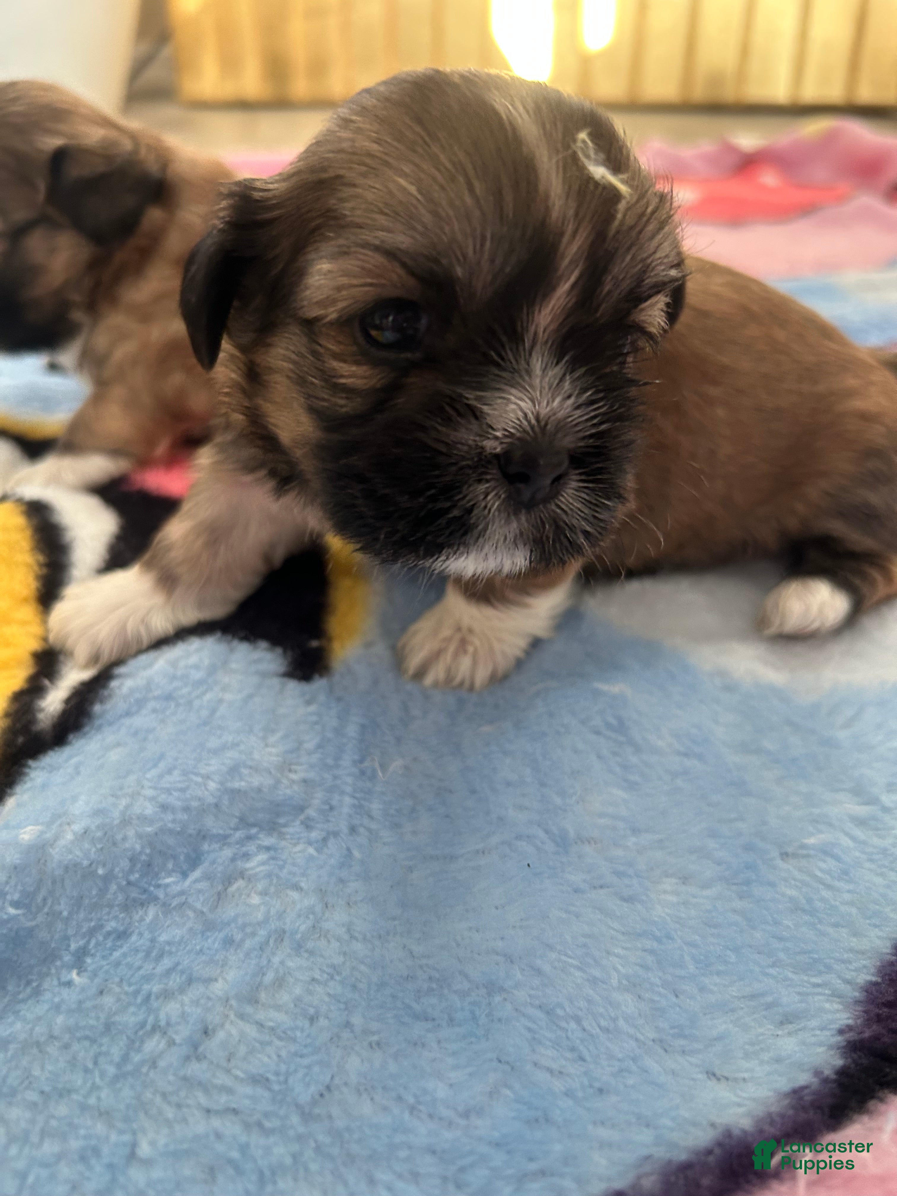 Shih Tzu dogs Shih Tzu 2 Thunder  - Ad 37