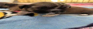 Shih Tzu 2 Thunder 