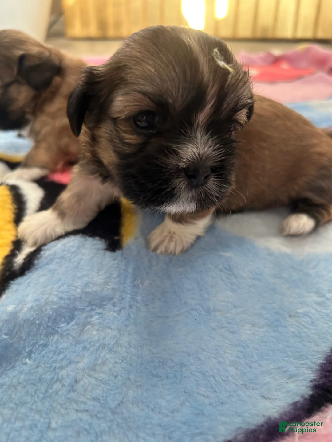 Shih Tzu dogs for sale: Shih Tzu 2 Thunder  - Ad 1