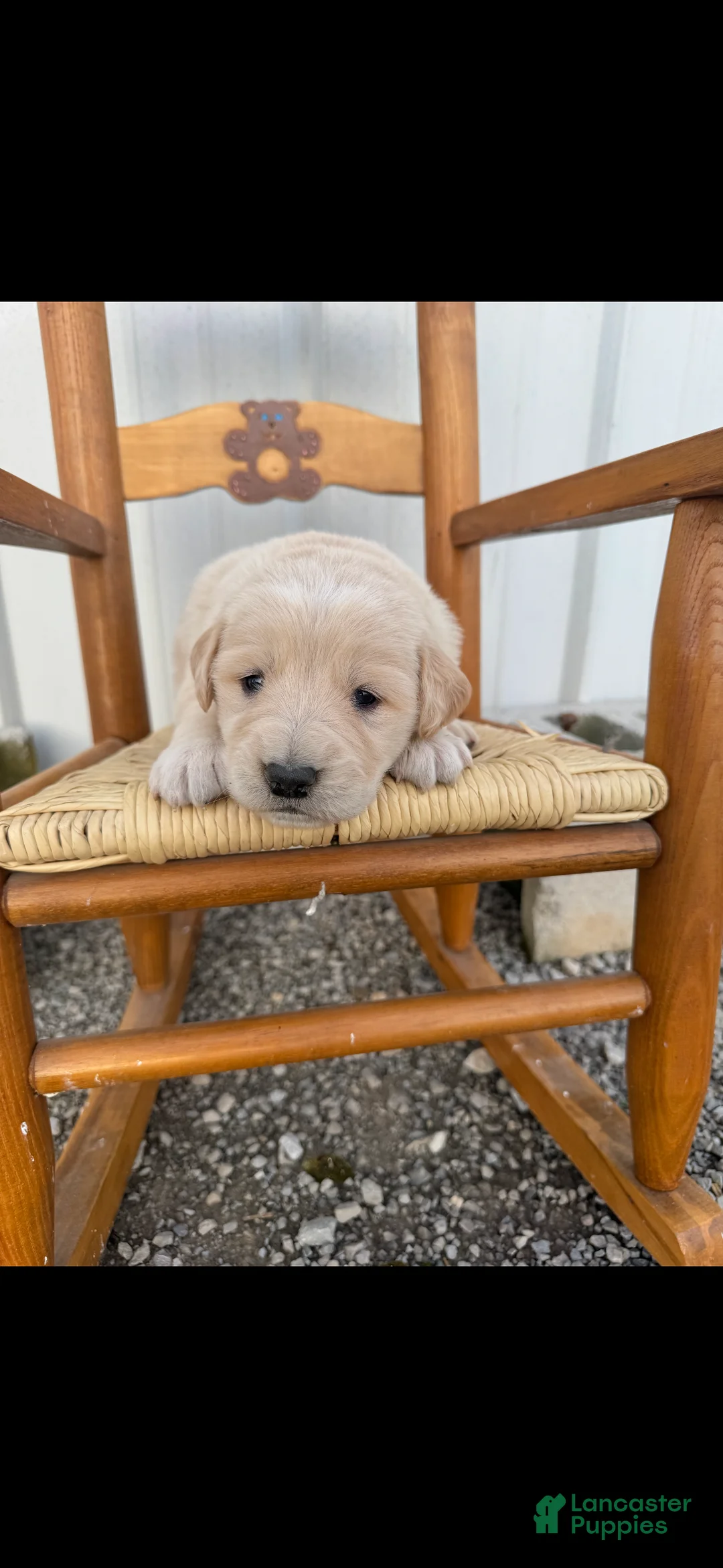 Mixed Breed dogs for sale: Golden Pyrenees- Green Collar Girl  - Ad 2