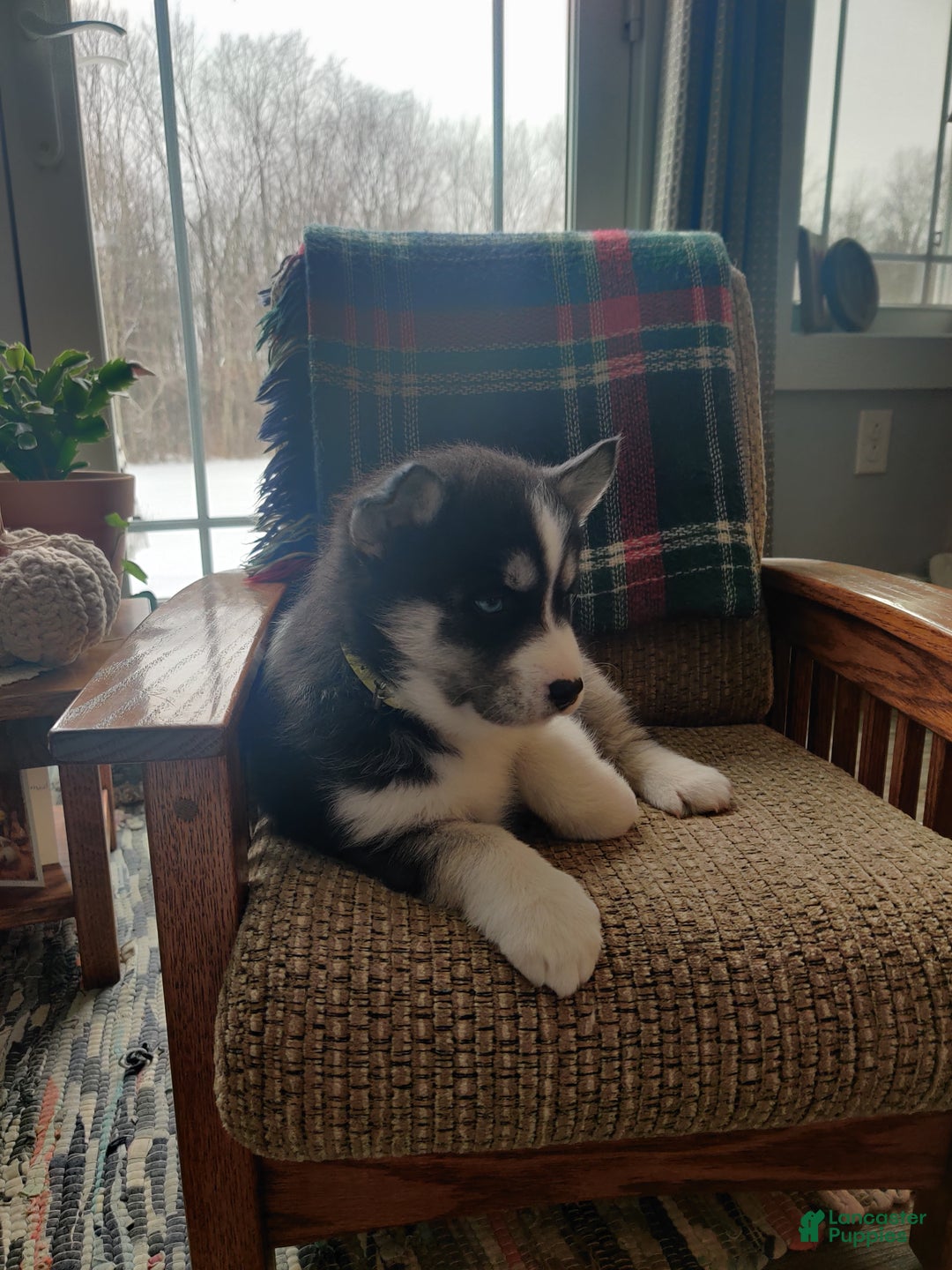 Siberian Husky dogs for sale: Polly - Ad 6