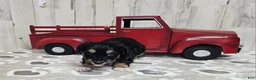 Mini Aussiedoodle dogs for sale: F1 Blackberry - Ad 3