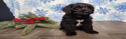 Mini Bernedoodle dogs for sale: Grace - Ad 8