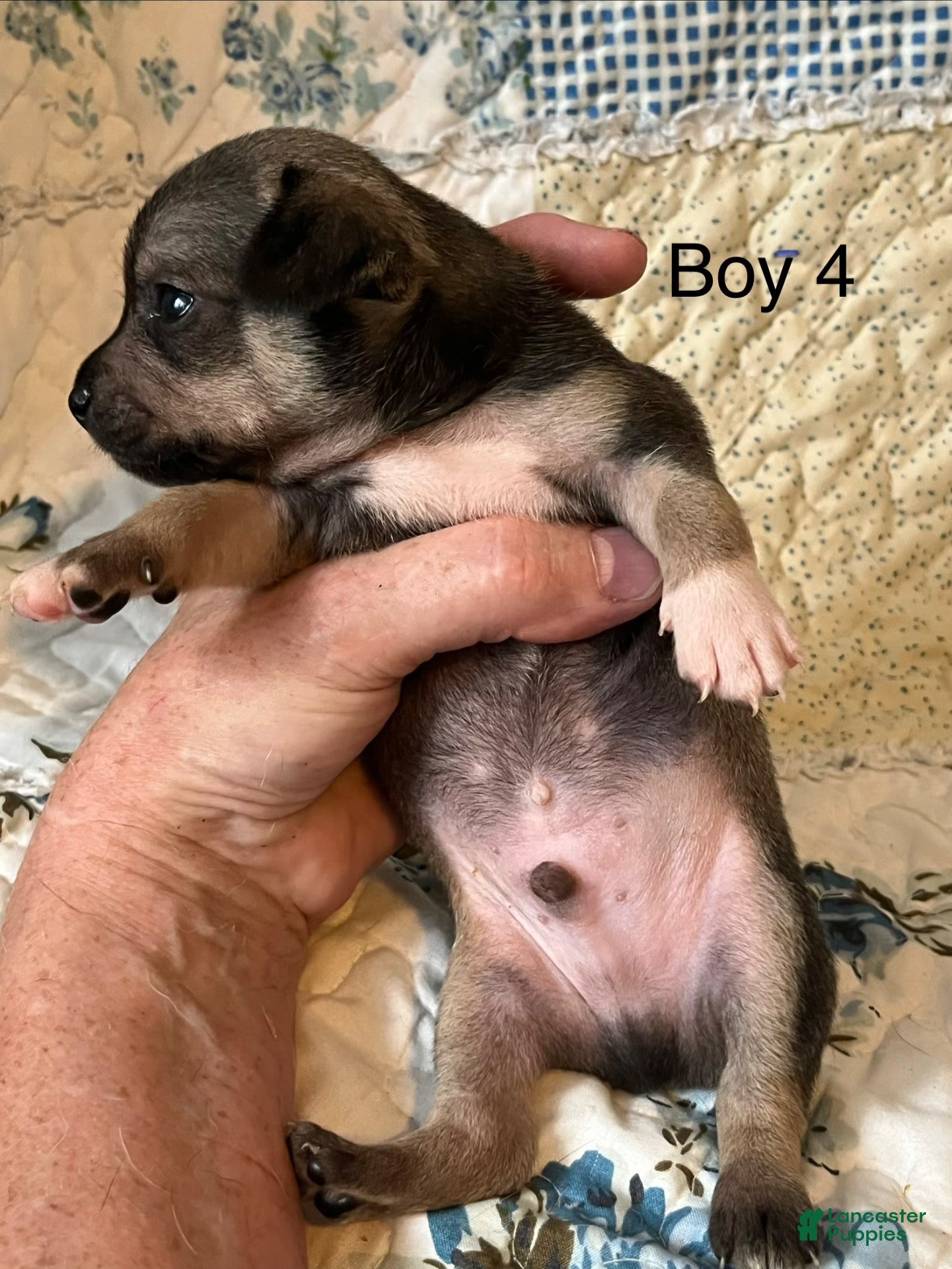 Chiweenie dogs Chiweenie 4 - Ad 2