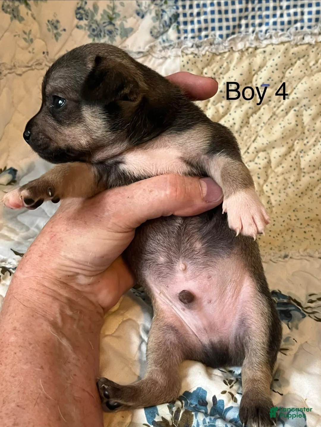 Chiweenie dogs for sale: Chiweenie 4 - Ad 2