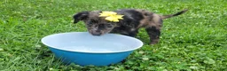 Mixed Breed dogs for sale: Mixed Breed 5 - Ad 5