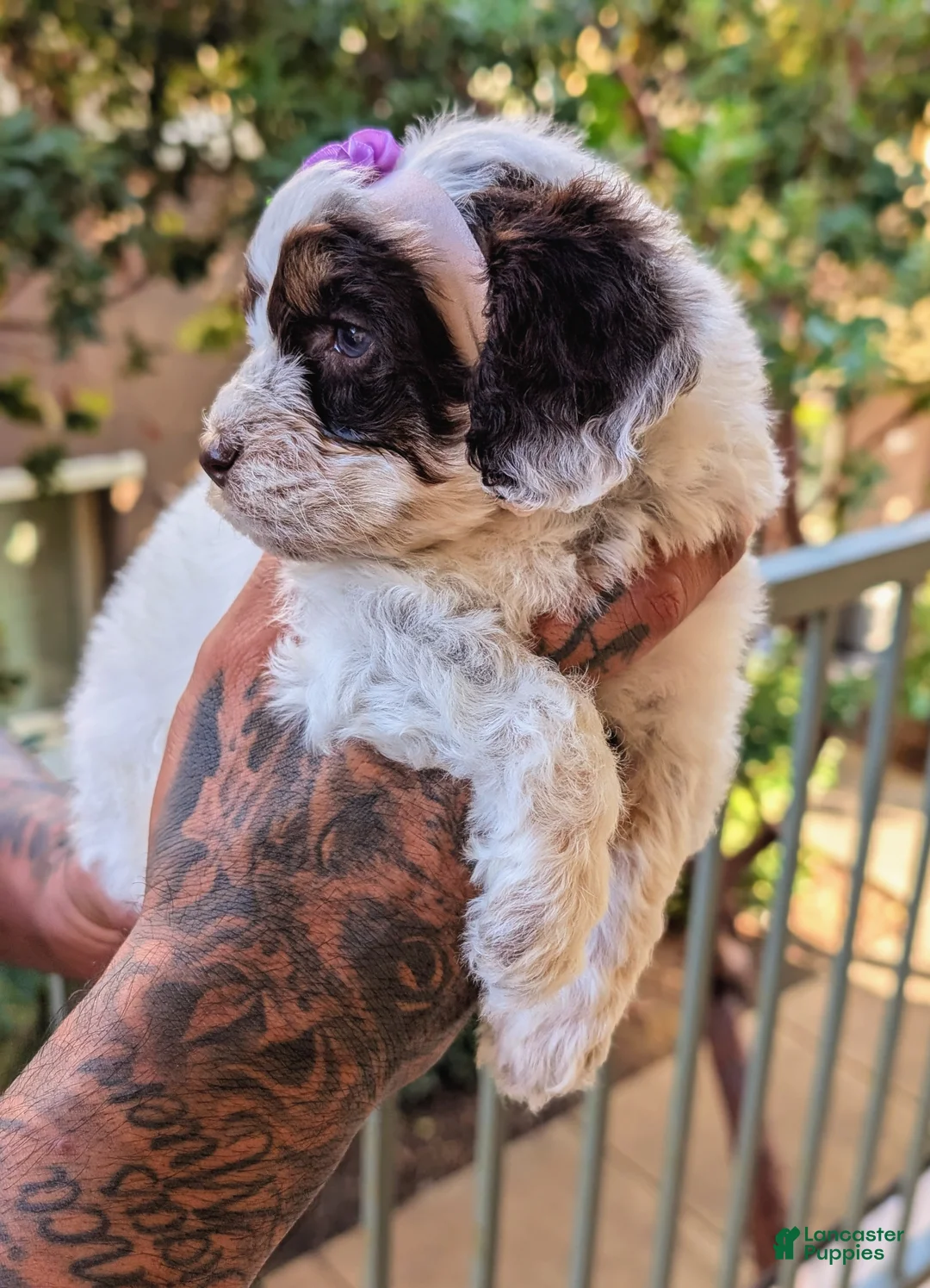 Mixed Breed dogs for sale: JOHNNIE GIRL - Ad 2