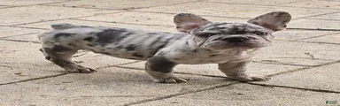 French Bulldog Puppy 1