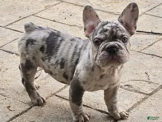 French Bulldog dogs French Bulldog Puppy 1 - Ad 17