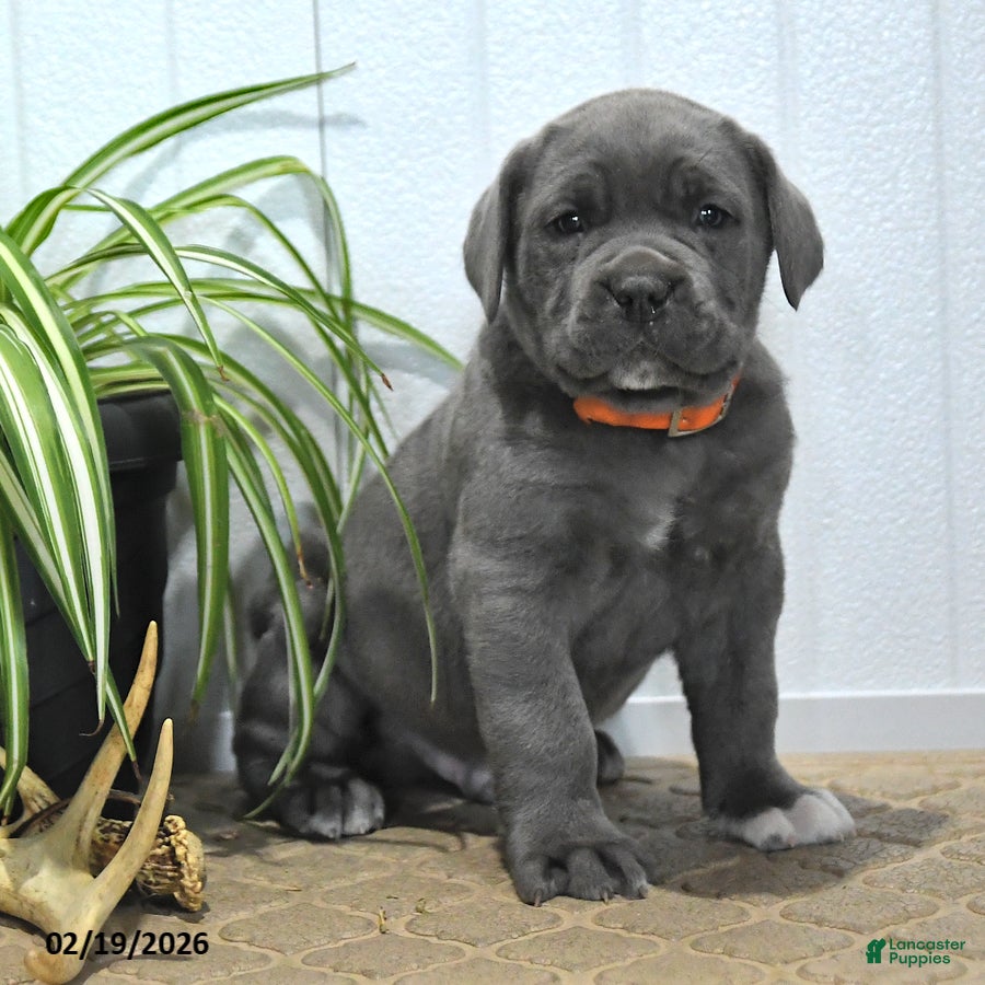Cane Corso dogs Griffen - Ad 2