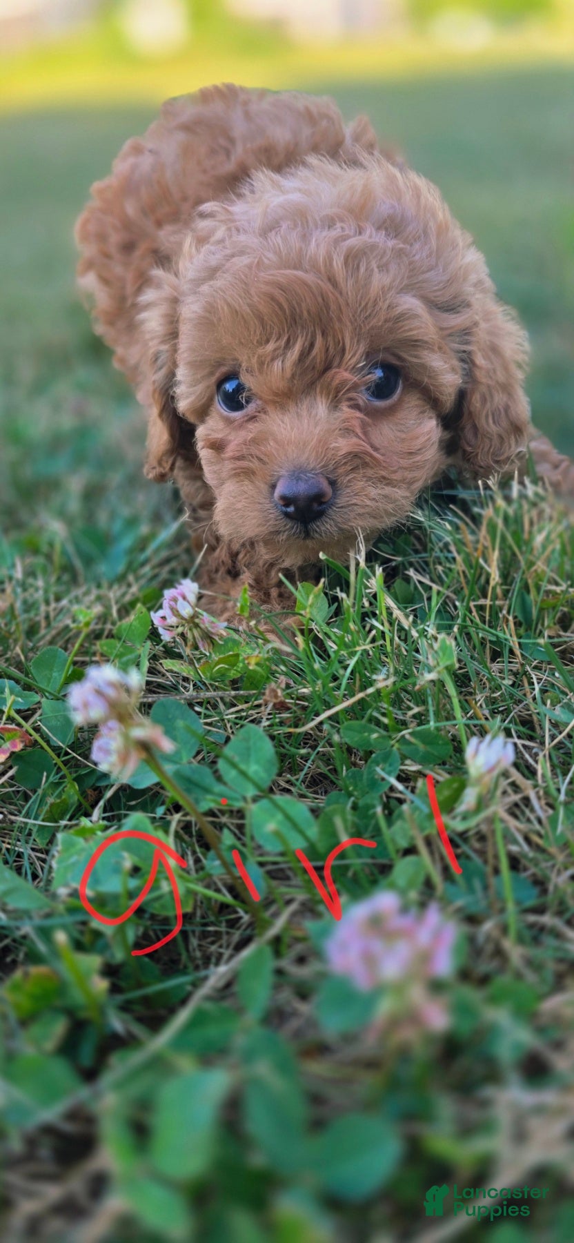 Maltipoo dogs Lucy - Ad 1