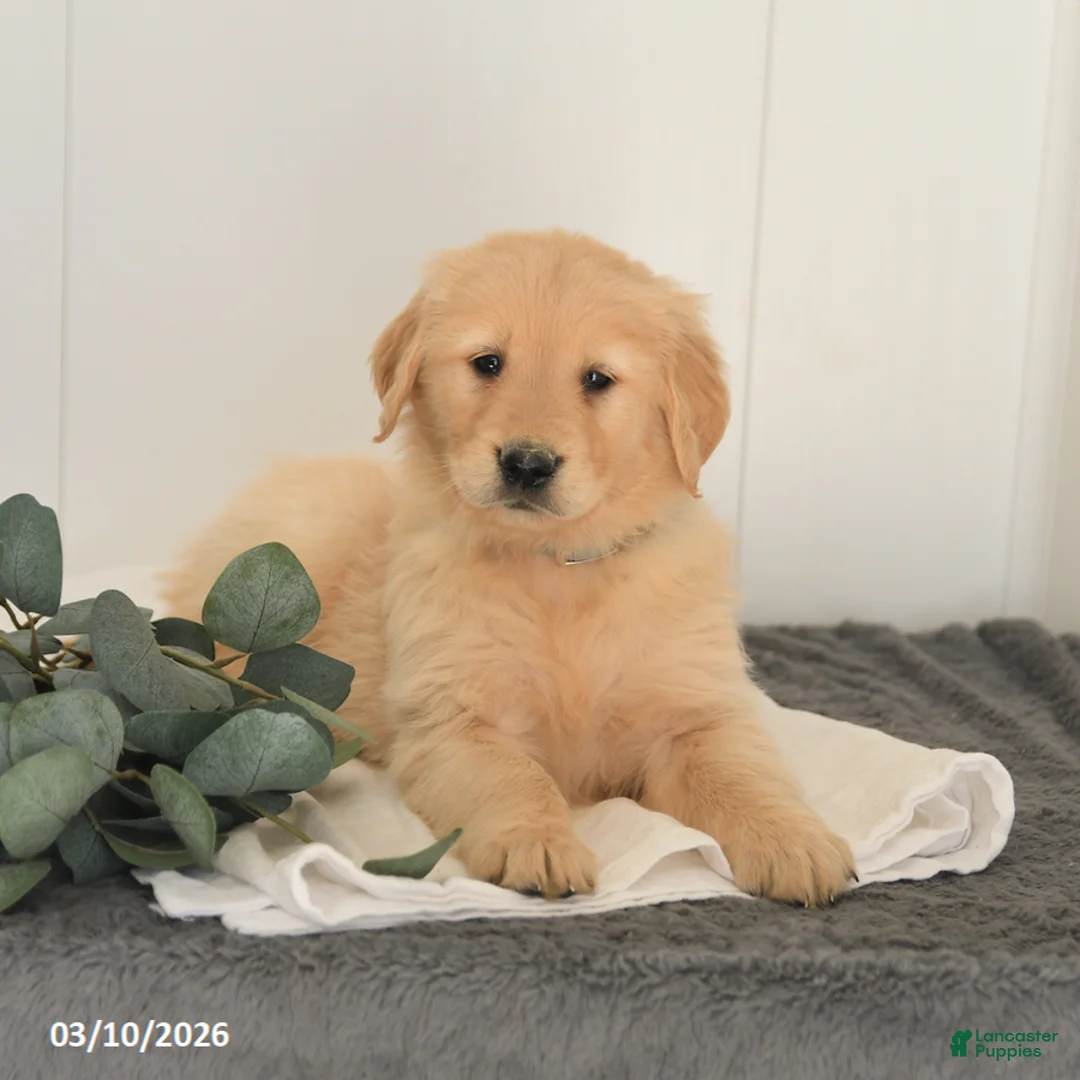 Golden Retriever dogs for sale: Mason - Ad 5