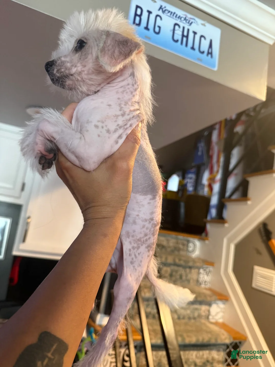 Gallery Image {{count}}