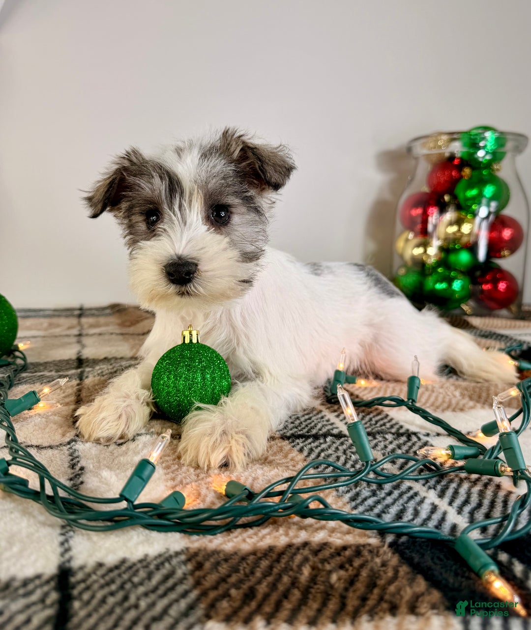 Miniature Schnauzer dogs for sale: AKC Winnie - Ad 4