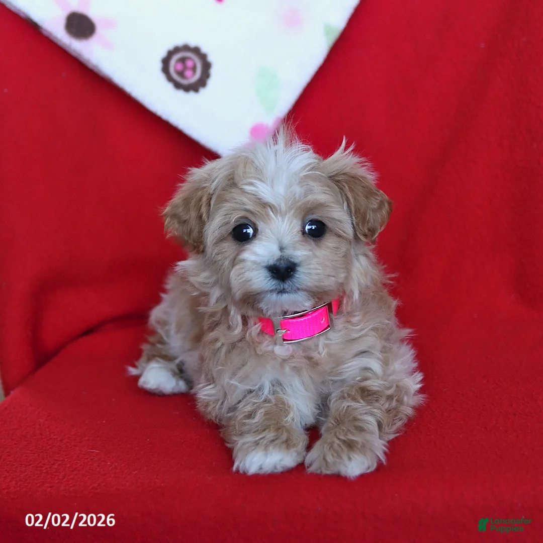 Maltipoo dogs for sale: Taffy - Ad 4