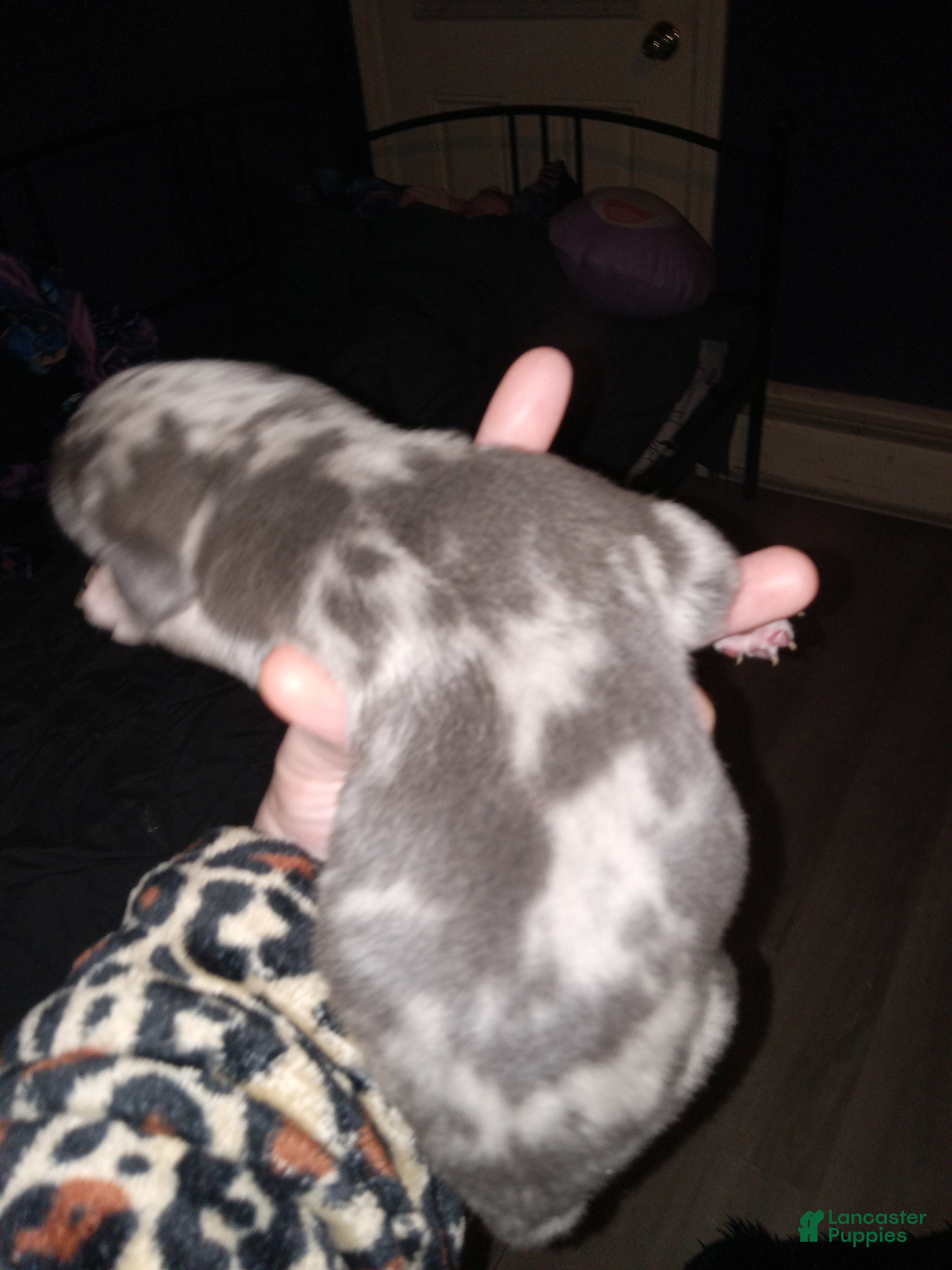 Daniff dogs NEEKO-Daniff Puppy 4 - Ad 4