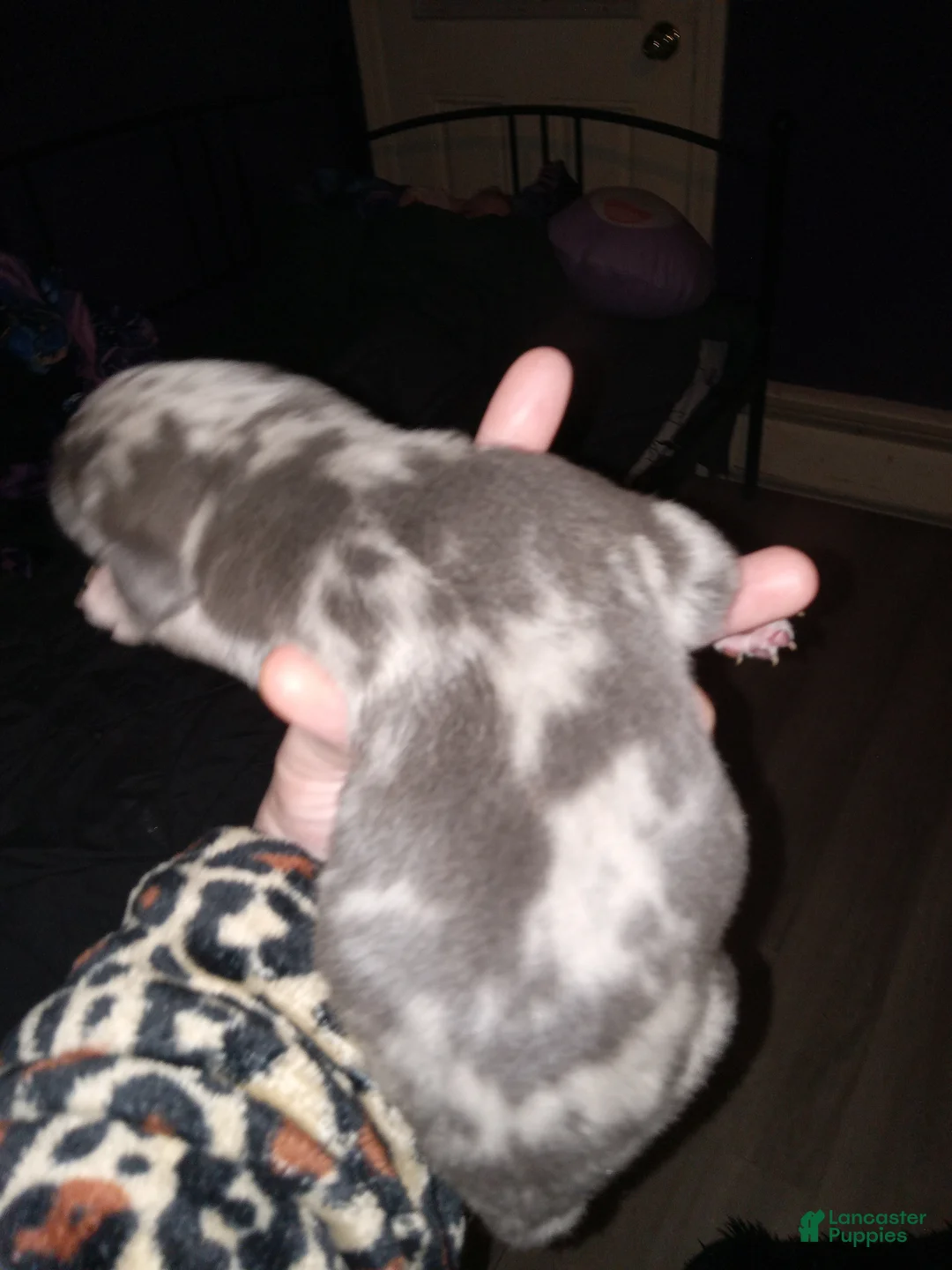 Daniff dogs for sale: NEEKO-Daniff Puppy 4 - Ad 1