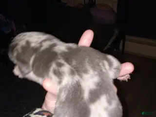 Daniff dogs NEEKO-Daniff Puppy 4 - Ad 1