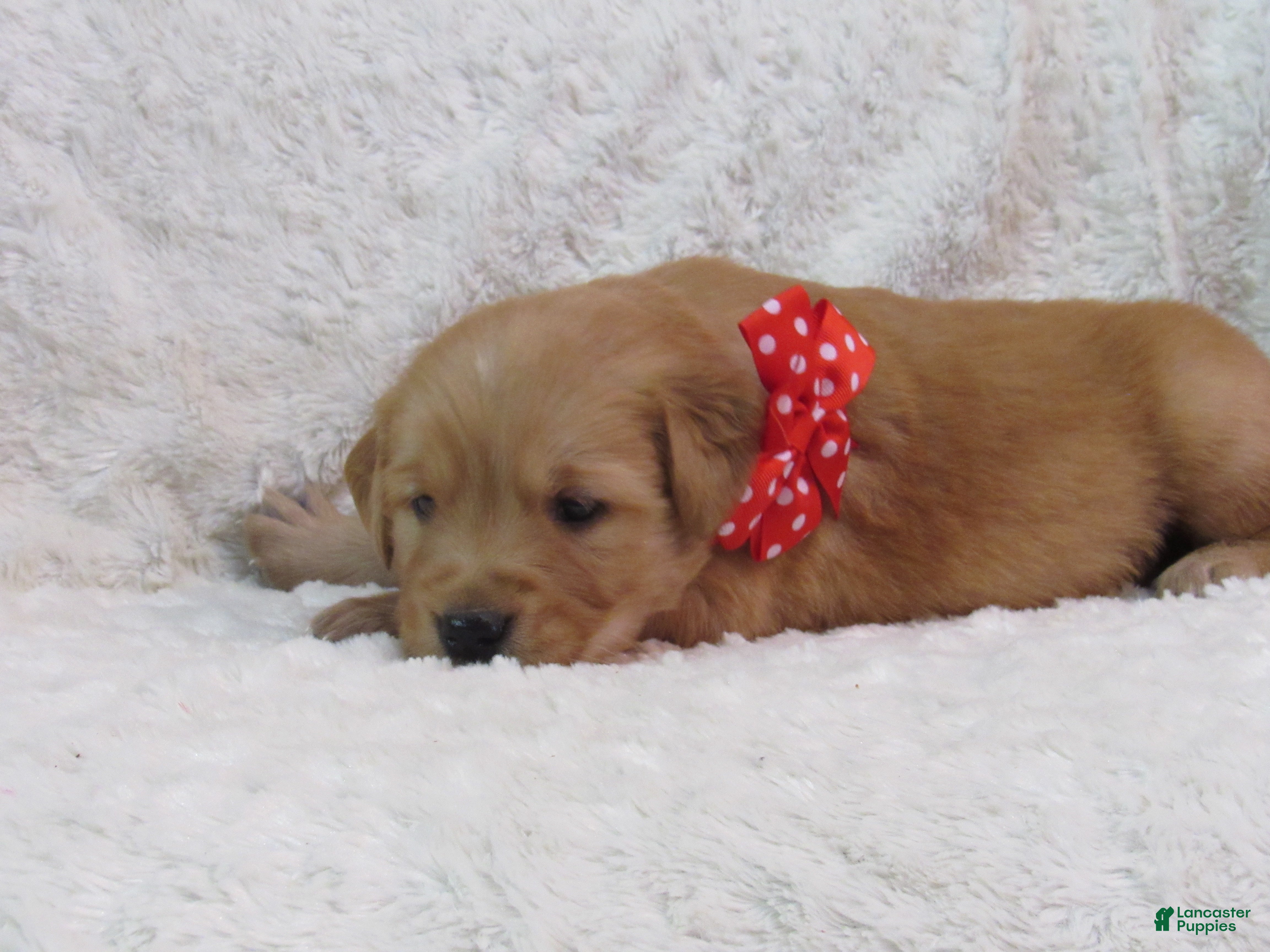 Golden Retriever dogs Liam  - Ad 2
