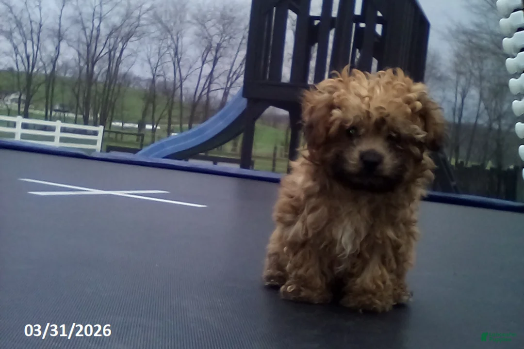 Yorkiepoo dogs for sale: Cody - Ad 2