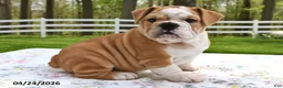 Mixed Breed dogs for sale: Sarge - Ad 5