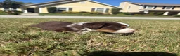 Miniature Australian Shepherd dogs for sale: Miniature Australian Shepherd 3 - Ad 3