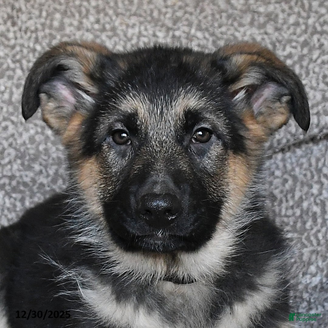German Shepherd dogs for sale: Shannon - Ad 5