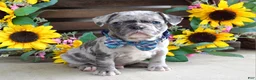 French Bulldog dogs for sale: Louie - Ad 8
