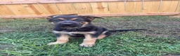 German Shepherd dogs for sale: German Shepherd 1 - Ad 3