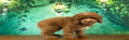 Cockapoo dogs for sale: Butters  - Ad 1