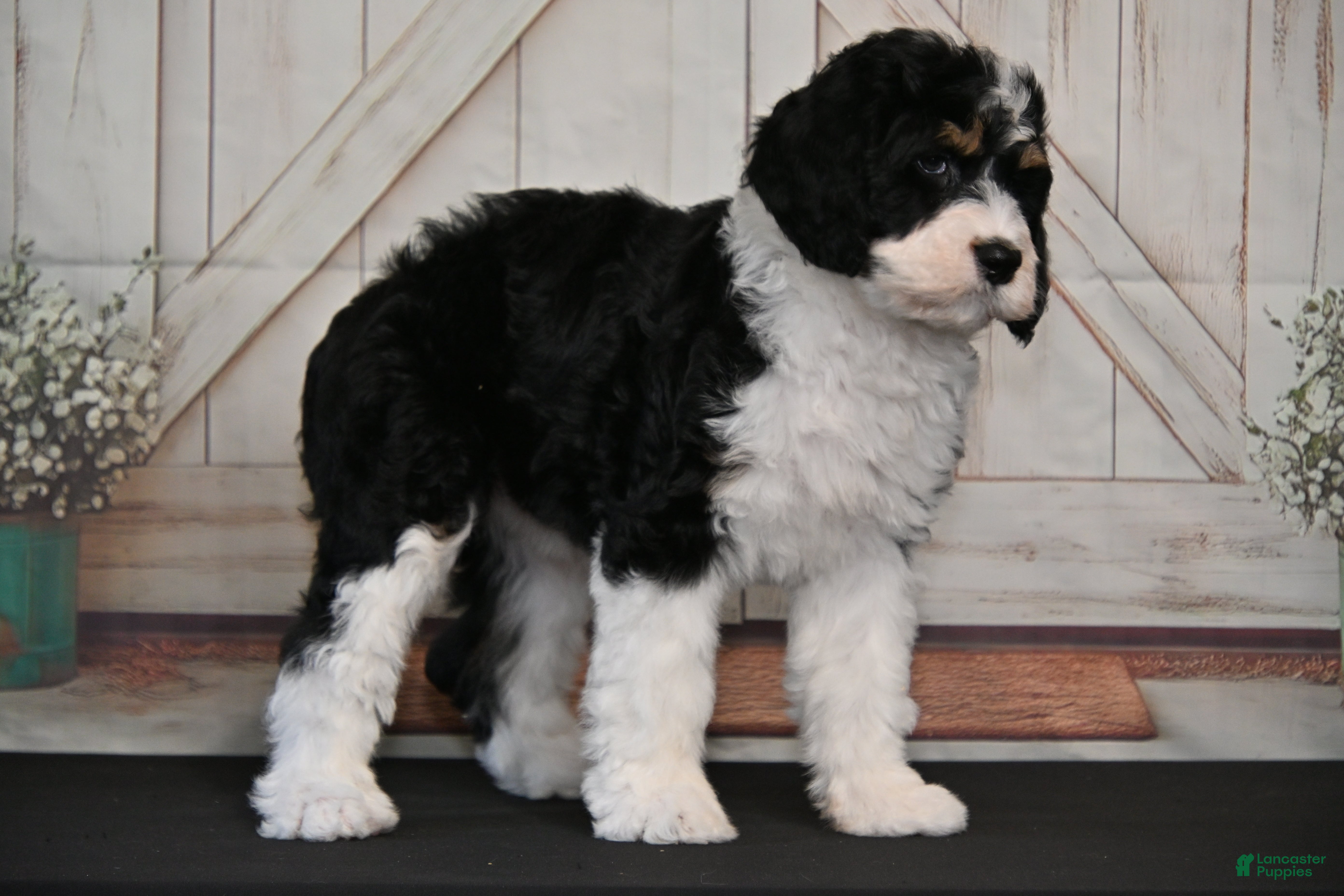 Bernedoodle dogs for sale: Brandy - Ad 41