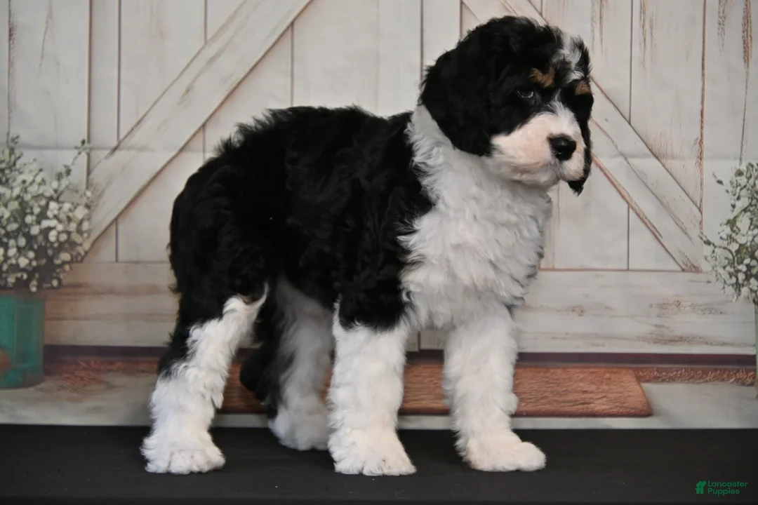 Bernedoodle dogs for sale: Brandy - Ad 1