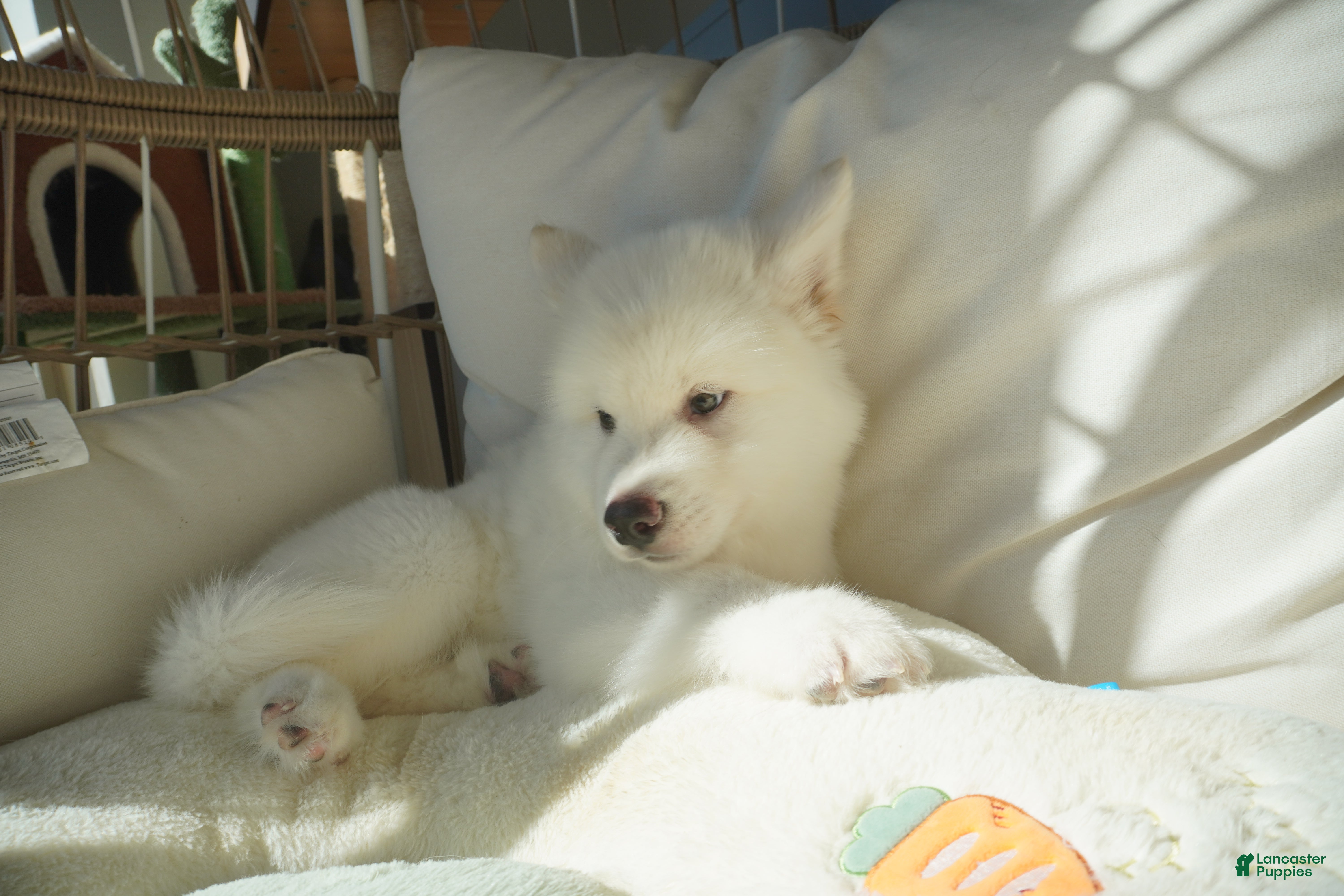 Alaskan Malamute dogs Coconut - Ad 2