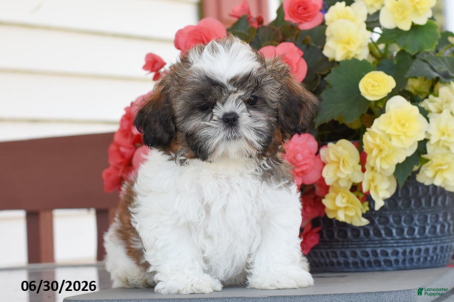 Shih Tzu dogs Mary  - Ad 2