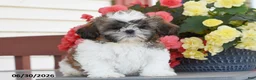 Shih Tzu dogs for sale: Mary  - Ad 2