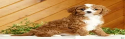 Cavapoo dogs for sale: Maggie - Ad 3