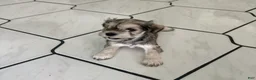 Miniature Schnauzer dogs for sale: Miniature Schnauzer 2 - Ad 3