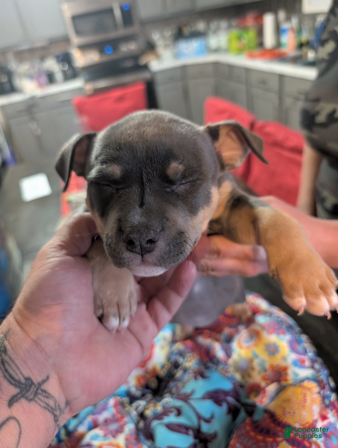 American Bully dogs for sale: Millie  - Ad 2