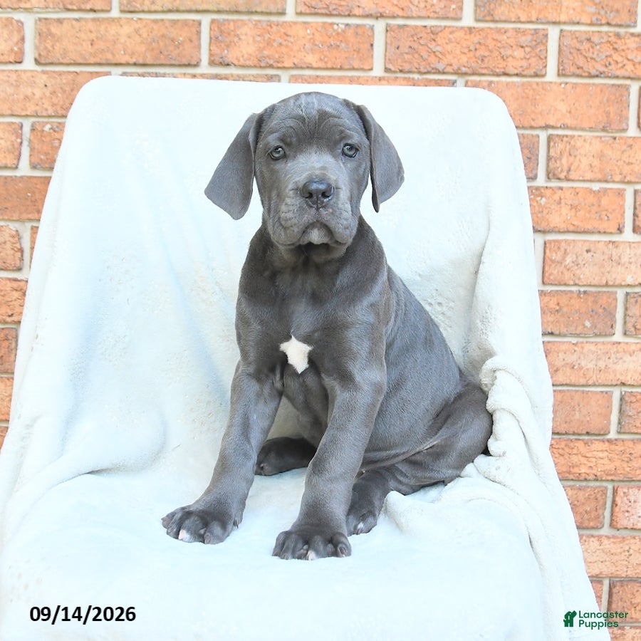 Cane Corso dogs Beverly - Ad 1