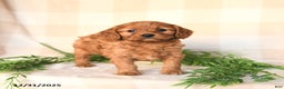 Cavapoo dogs for sale: Charlie - Ad 3