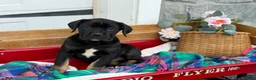 Cane Corso dogs for sale: Alisha - Ad 11