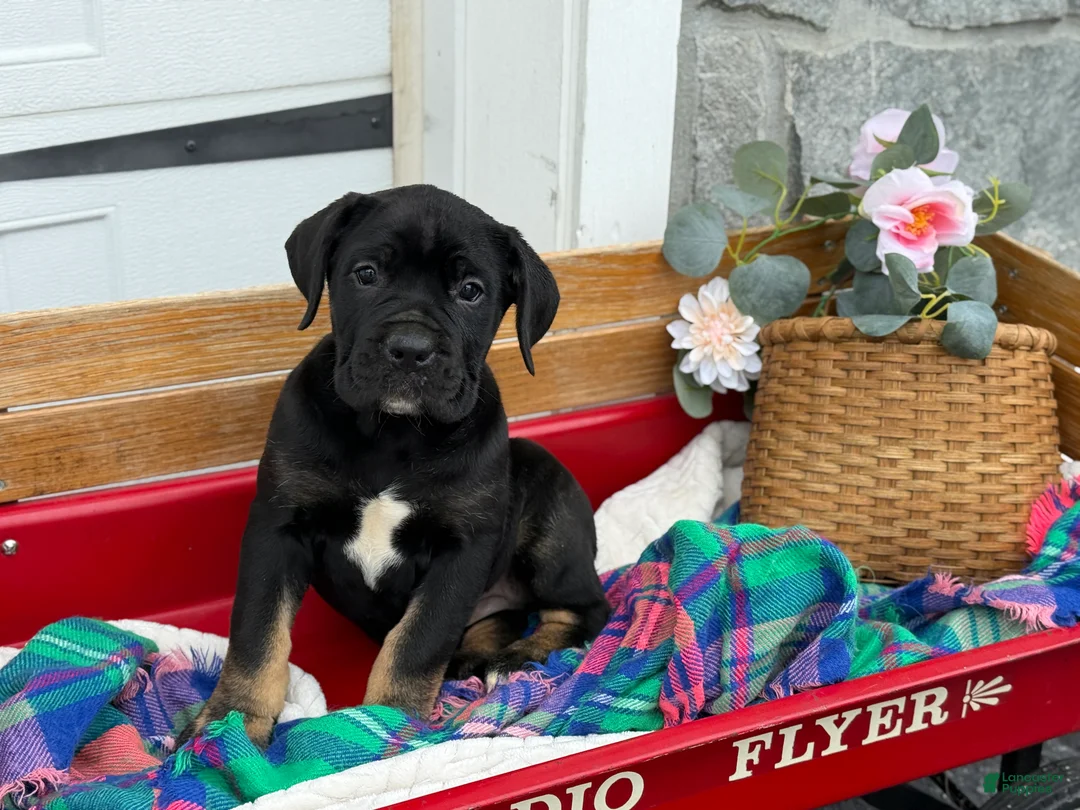 Cane Corso dogs for sale: Alisha - Ad 11