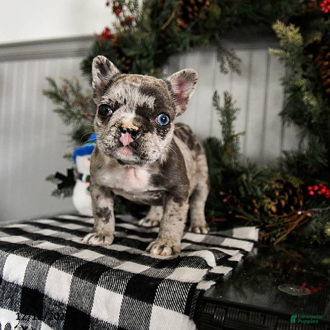 French Bulldog dogs for sale: Snuggles    - Ad 1